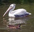 Guy Fanguy - Artist - Animals - Louisiana - Native Animals (3).jpg Size: 64629 - 7